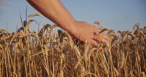 Fahre mit deiner Hand über die Goldenen Stacheln