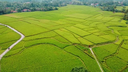 Vue aérienne des rizières sur la terrasse de Cariu avec un nuage de bruit après la pluie, Bogor, Indonésie
