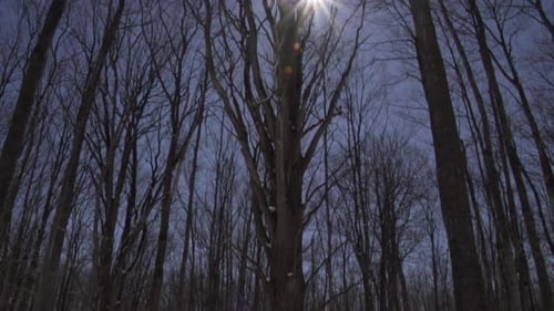 Snow Covered Forest looking up into the sun Slow Motion