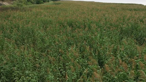 Aerial View of a Lush Green Reed Field