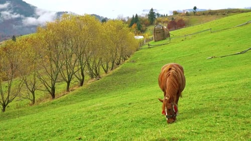 Ein anmutiges Pferd frisst Gras und genießt die warme Herbstsonne in den Karpaten in der Ukraine