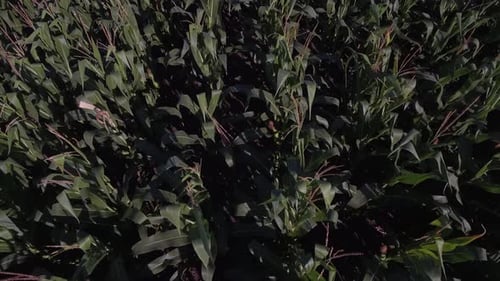Top View Of Corn Plants