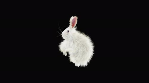 Animated Realistic Fluffy White Rabbit Hopping