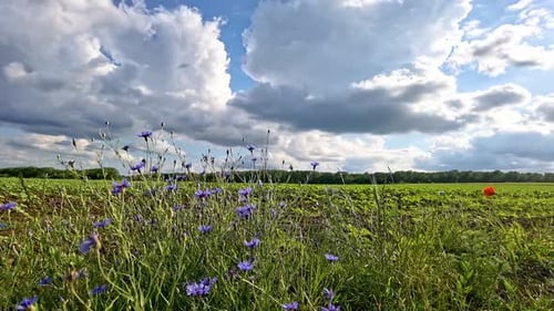 Beautiful Field of Flowers on a Cloudy Day
