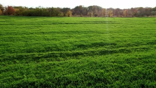 Drone Flying Over Beautiful Natural Wheat Field