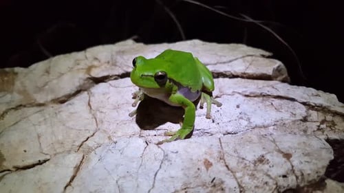 Grüner Laubfrosch
