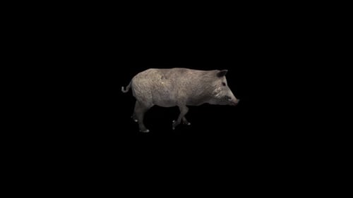 Wild Boar Walk Transparente Alpha-Loop Animation