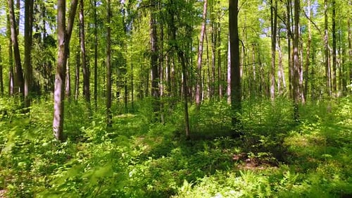 Flying Between the Trees in the Spring Forest