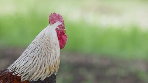 Close-up of Rooster Head on Rural Farm