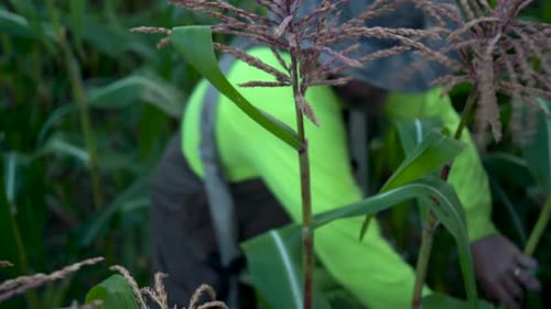 Farmer Harvesting Corn in a Lush Green Field