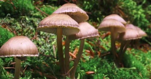 Wildlife in Poland. Wild mushrooms on moss in forest.