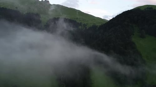Brouillard forestier