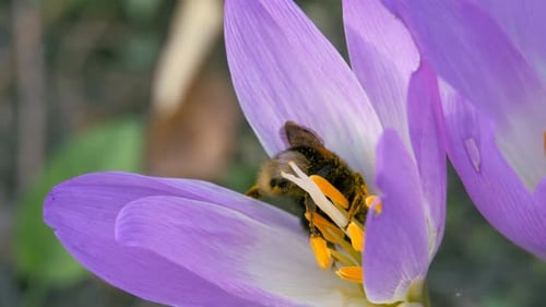 Bumblebee Collects Pollen From a Blue Autumn Flower