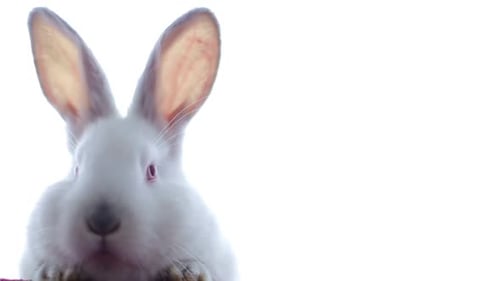 Adorable White Rabbit Portrait on White Background