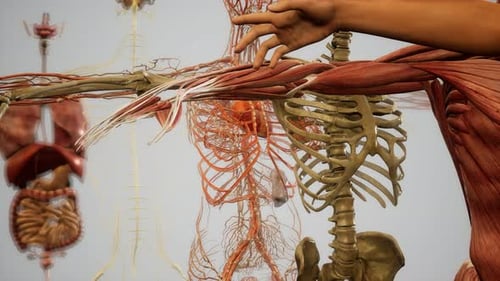 Detailed 3D Human Anatomy Systems Display with Body Transparency