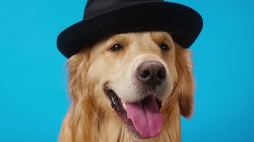 Golden Retriever Wearing Black Hat on Blue Background Gold Labrador Dog Breathing with Open Mouth