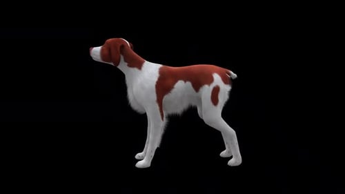 Brittany Dog Bark Side View