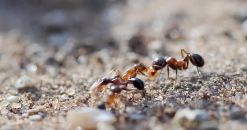 Le travail d'équipe des fourmis qui transfèrent leurs rassemblements