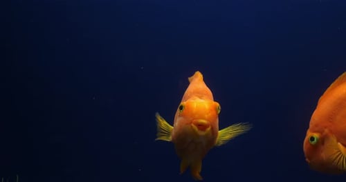 Midas Cichlid, amphilophus citrinellus, Fish swimming in a Freshwater Aquarium, Slow Motion 4K