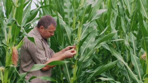 Farmer Inspects Corn Stalk in Rural Agricultural Field