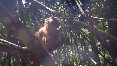 Mammal Sitting High on Tree in Forest and Eating