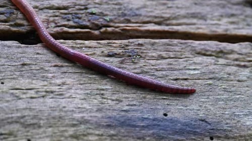 Regenwurm im Wald auf einem Baumstamm. Langer Wurm zappelt und kriecht.