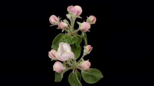 Timelapse of a White Flowers Apple Blossom