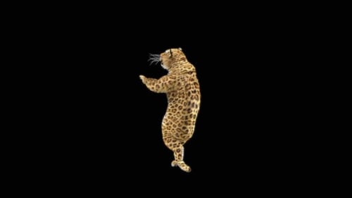 Leopard Dancing HD