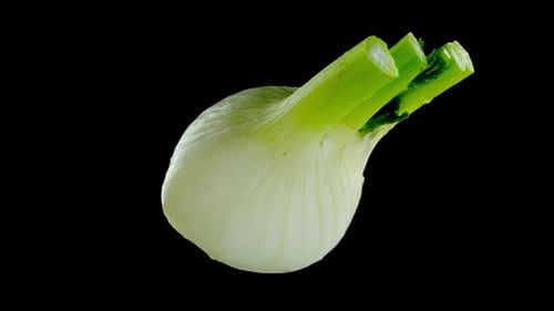 Tasty Fennel Root with Clear Water Drops on Black Background