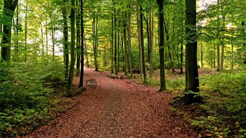 Brauner belaubter Fußweg im Herbstwald, Polen