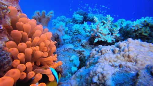 Anémone de la mer Rouge
