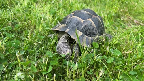 Cute Funny Turtle Slowly Moving Through the Scene on Green Grass