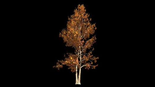Two Trees With Autumn Foliage