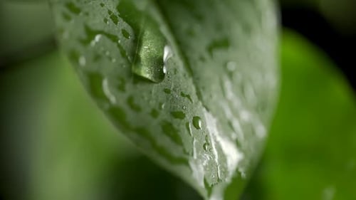 Zeitlupe eines Wassertröpfchens, das von einem frischen grünen Blatt fällt
