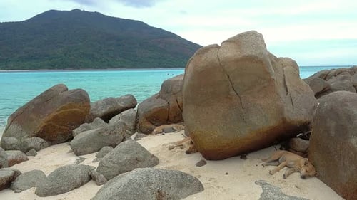 Dogs Sleeping on Beach on Tropical Island