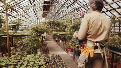 High Angle View of Male Farmer Walking through Greenhouse