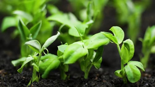 Growing Plants in Timelapse, Sprouts Germination Newborn Plant