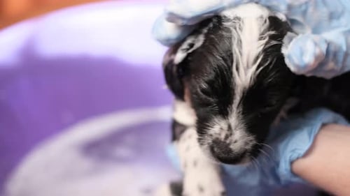 Puppy Getting a Bath in Purple Basin