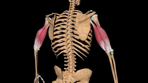 Detailed 3D Human Arm Muscles Contraction and Relaxation Anatomy Animation