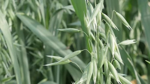 Tilting on Avena sativa healthy green cereal 4K 2160p 30fps UltraHD footage - Close-up of common oa