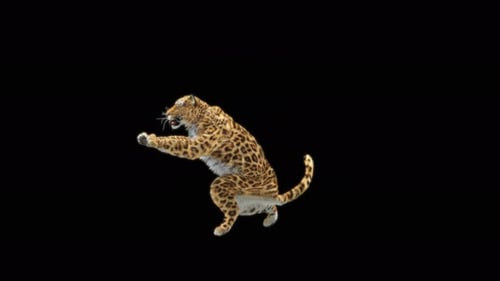 81 Leopard Jumping Down 4K