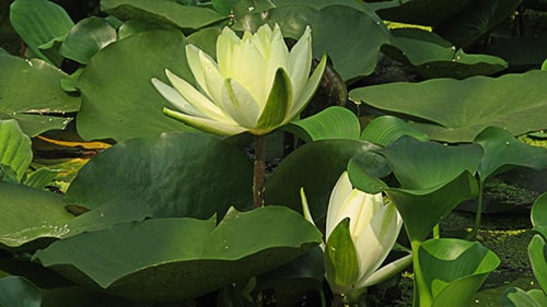 White Water Lily with Green Lily Pads