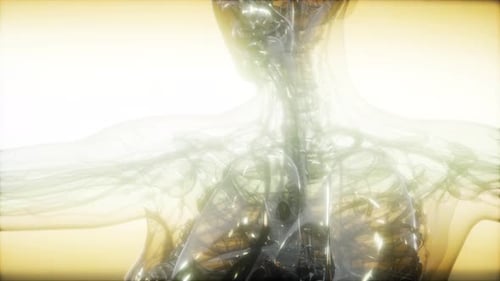 X-Ray Image Of Human Body