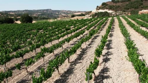 Plan panoramique de raisin vert cultivé sur la colline de la montagne de Chypre à l'extérieur