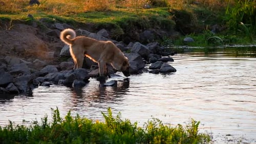El perro está bebiendo agua