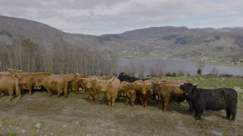 Highland Cattle Herd Grazing in Beautiful Rural Landscape