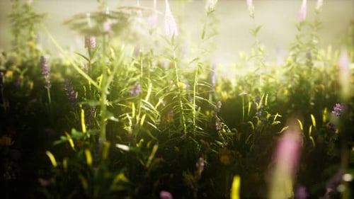 Wild Flowers in the Field