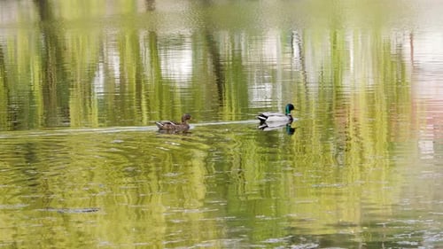 Ducks Swim on Lake Close Up