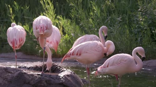 Flamingos in small pond grooming themselves