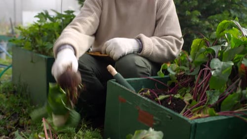 Happy Caucasian Man Harvesting Homegrown Beetroot in Garden